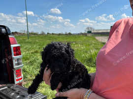 3 poodle puppies