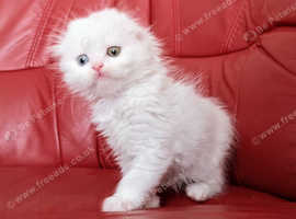 Adorable Scottish fold and straight kitten's
