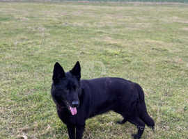 Black German Shepherd Female For Sale in Coldstream TD12 on Freeads ...