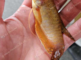 Fish for sale