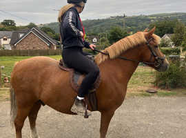 12.3 hh gelding