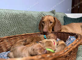 Last 2 hungarian vizsla's looking a warm home