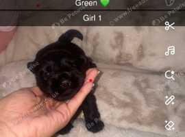 5 weeks old kc registered Scottish terrier puppies for sale