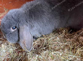 Blue Dwarf Lop (male)