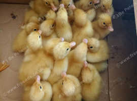 Indian runner ducklings for sale