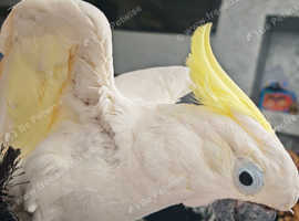 Cockatoo Mufasa For Sale! Super Tame!