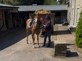 Gorgeous 16h Mare 6yrs old