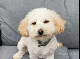 Maltipoo puppy 6 month old
