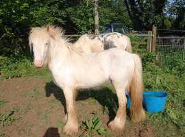 Mini Cob for sale