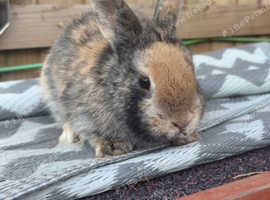 Multiple rabbits for sale lion heads