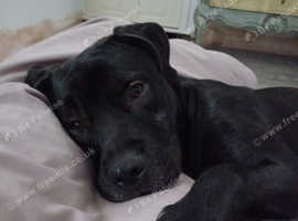 Cane corso/ irish wolfhound