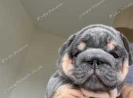 5 beautiful English bulldogs