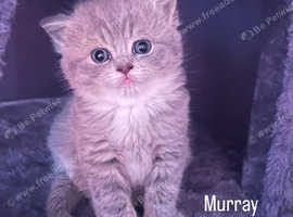 Beautiful British shorthair kittens