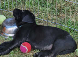 Black labradors for sale