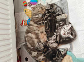 Scottish fold/straight kittens ready to reserve