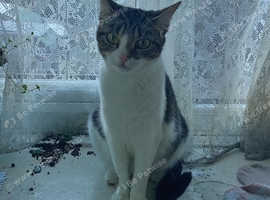 Beautiful cat