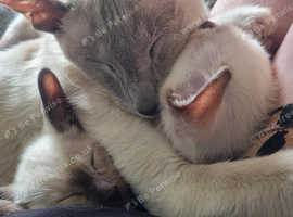 3 Cheeky Chocolate Siamese Kittens