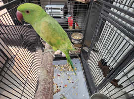 India ringneck parrot