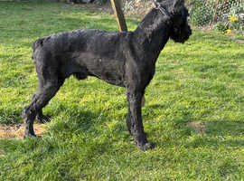 Giant schnauzer