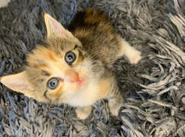 Beautiful Girl Kitten!!!