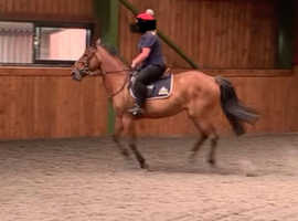 15.3hh mare Alround competition horse