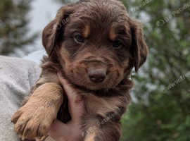 Huntaway cross collie puppies