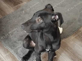 Bullgreyhound