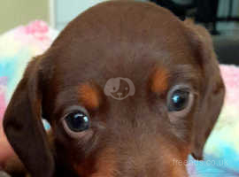 Miniature dachshunds chocolate