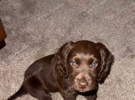 11 week old cocker spaniel