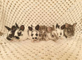 Beautiful litter of mini rex for sale