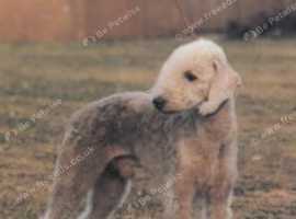 Wanted bedlington Terrier