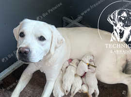Beautiful White Labrador Puppies