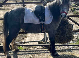 Lovely, Easy, All Up to Date 4 Year Old, 10.2hh Welsh Lead Rein/Therapy Project Mare, Companion Pony or Family Pet.