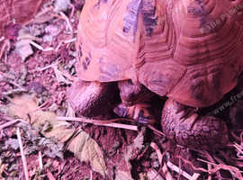 Tortoise