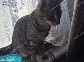 Bengal kitten