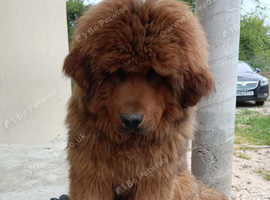 Tibetan Mastif 7 months