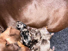 Stunning Dachshunds looking for their forever