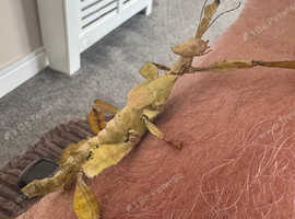 Exo terra tank with stick insects