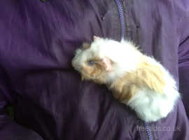 Lovely Tufted female baby Guinea pig 8 weeks old