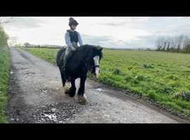Bombproof ride and drive gelding