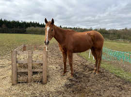 16hh 6yo TB for Rehoming