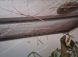 Indian stick insects