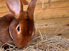 Rex x lop litter soon available