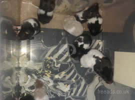 Syrian hamster babies