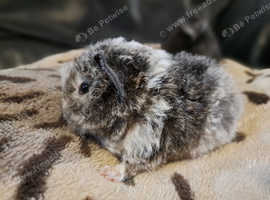 Beautiful baby guinea pigs for sale