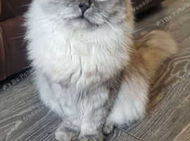 Siberian 6month old male