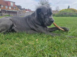 Cane Corso Grey