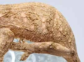 Rhacodactylus leachianus