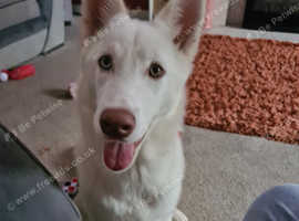 Female husky