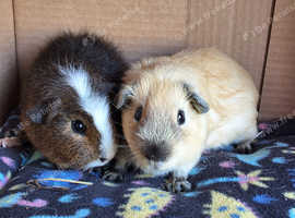 Baby Guinea pigs for sale